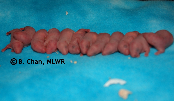 Whole Litter - Day 0