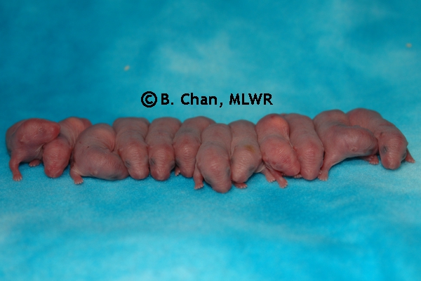 Whole Litter - Day 1