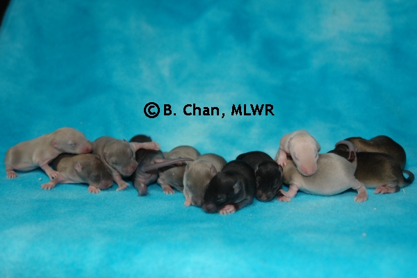 Whole Litter - Day 10