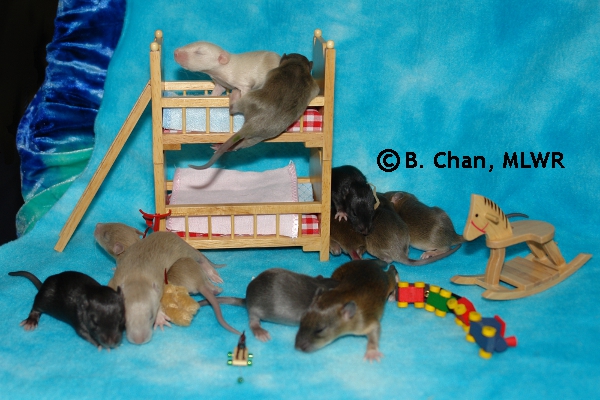 Whole Litter - Day 14