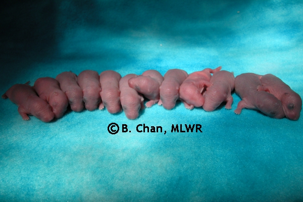 Whole Litter - Day 2