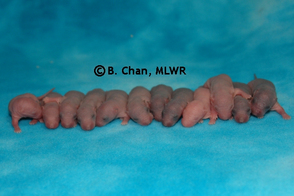 Whole Litter - Day 3
