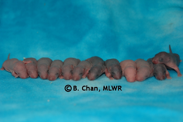 Whole Litter - Day 4