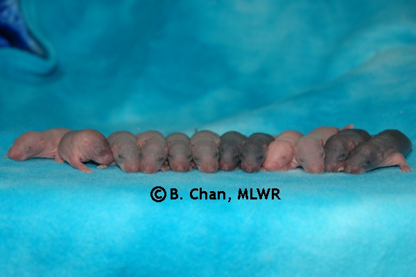 Whole Litter - Day 5
