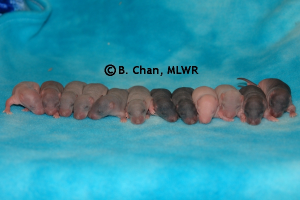 Whole Litter - Day 6