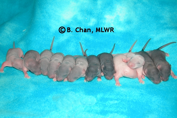 Whole Litter - Day 7