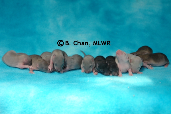 Whole Litter - Day 9