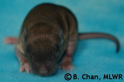 Chichiri - 10 days