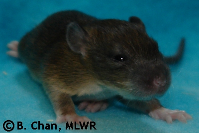 Chichiri - 15 days