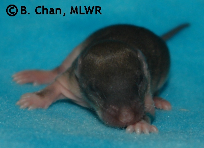 Chichiri - 8 days