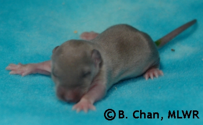 Chiriko - 10 days