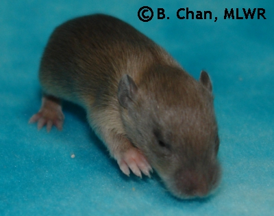 Chiriko - 14 days