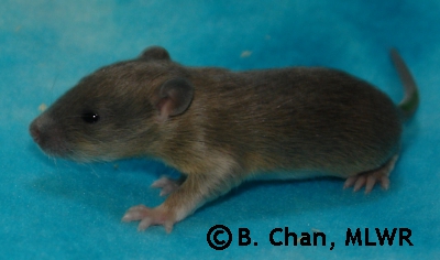 Chiriko - 15 days