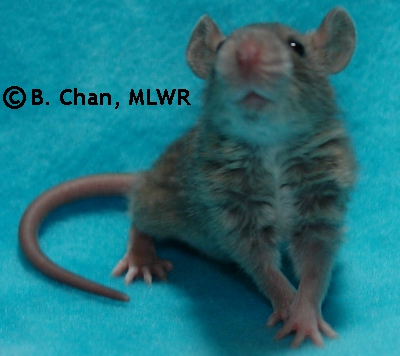 Chiriko - 25 days