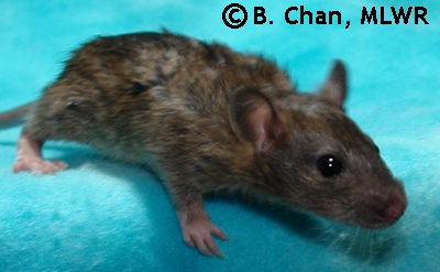 Hotohori - 25 days
