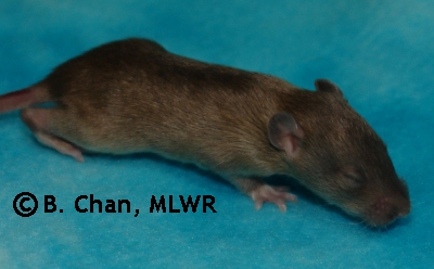 Houki - 14 days