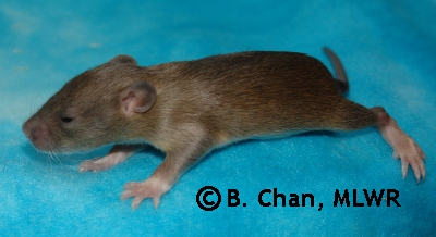 Houki - 15 days