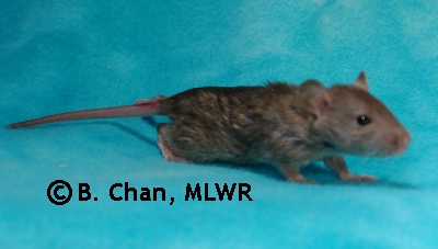 Houki - 20 days