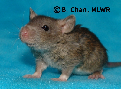 Houki - 22 days