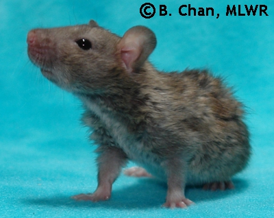 Houki - 25 days