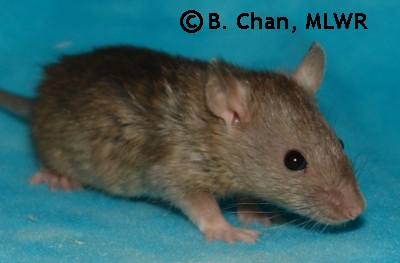 Houki - 29 days