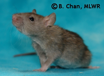 Houki - 37 days