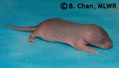 Houki - 6 days