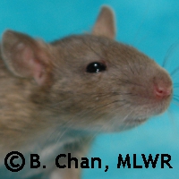 Miaka