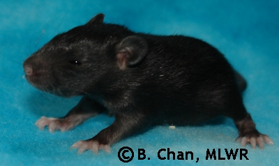 Nuriko - 15 days