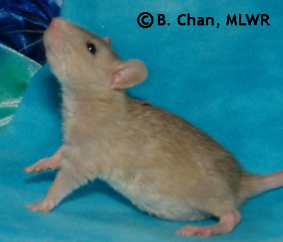 Suzuno - 29 days