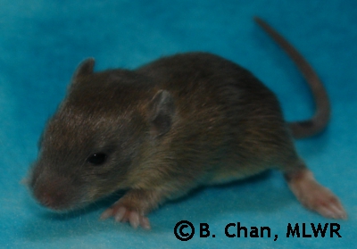 Takiko - 15 days