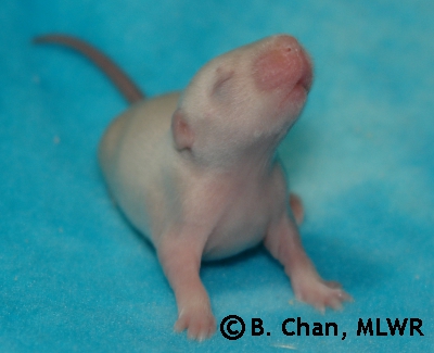 Tasuki - 10 days