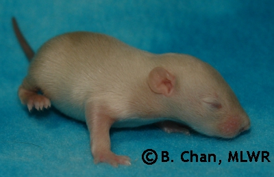 Tasuki - 13 days