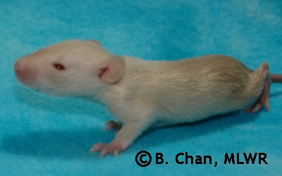 Tasuki - 17 days
