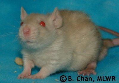 Tasuki - 29 days