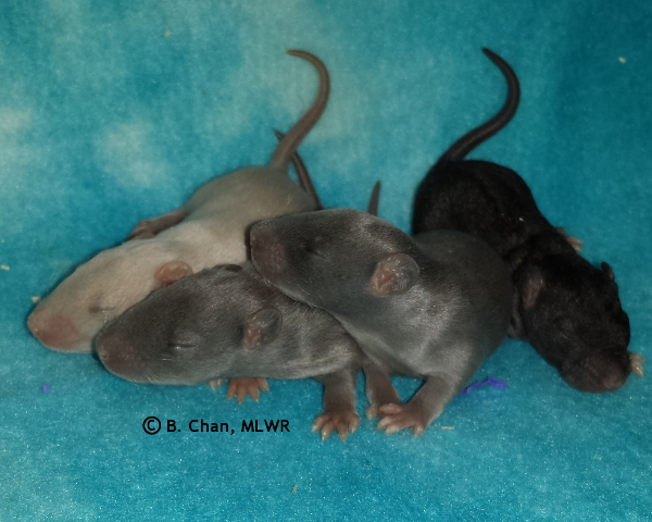 Boys - Day 11