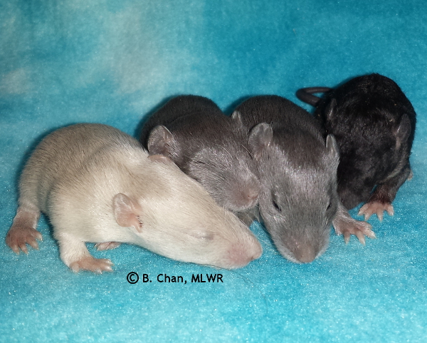 Boys, 16 days old