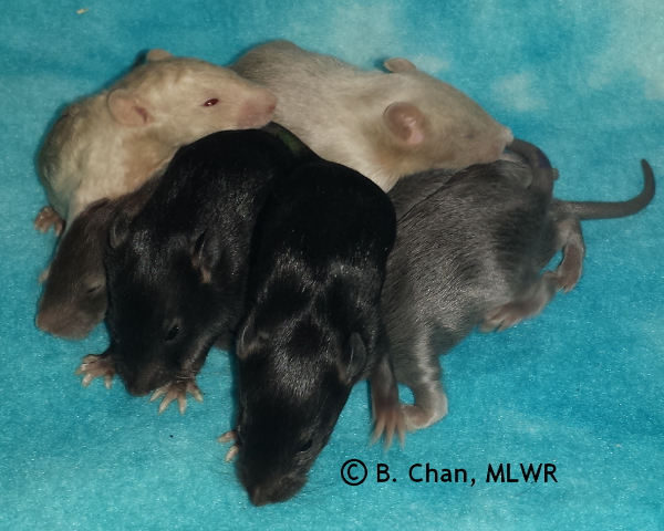Group - Day 15