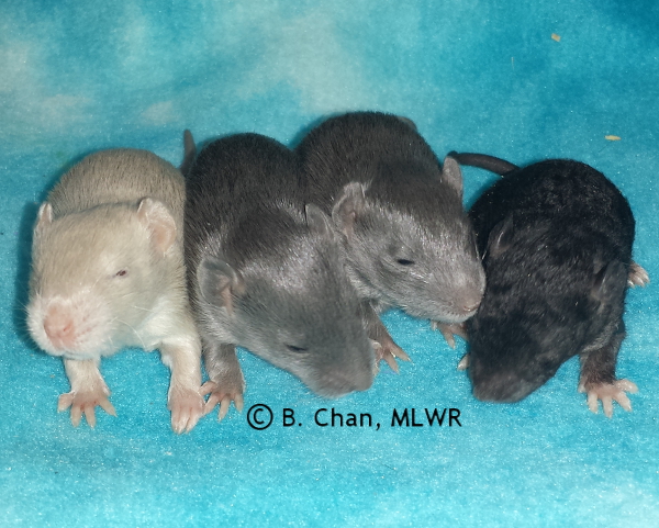 Boys - Day 15