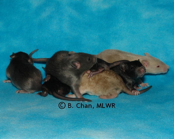 Group - Day 16