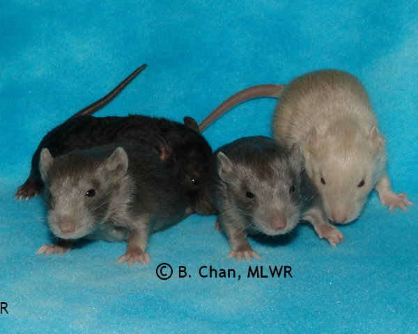 Boys - Day 16