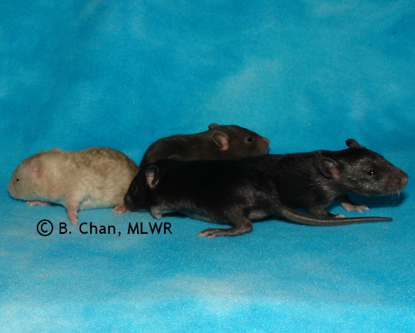 Girls, 16 days old