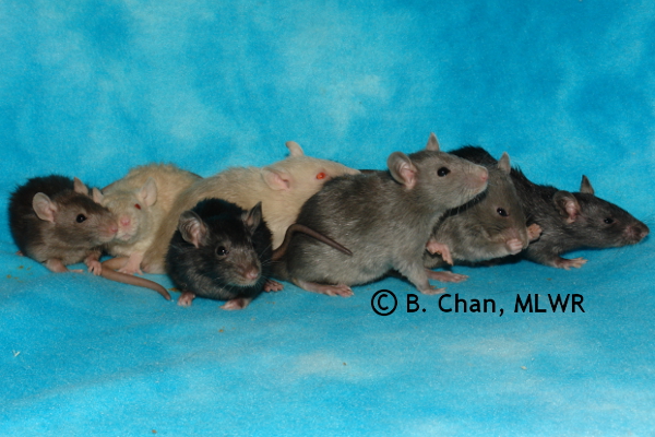 Whole Litter, 30 days old
