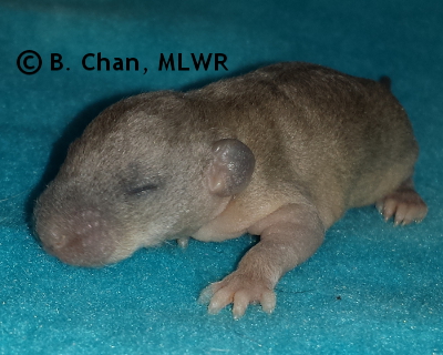 Goatweed Leafwing - 11 days old