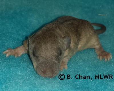 Goatweed Leafwing - 12 days old