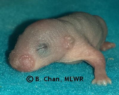 Goatweed Leafwing- 4 days old
