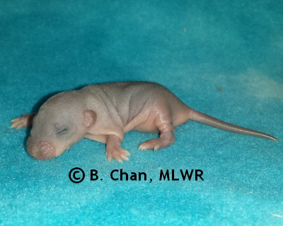 Goatweed Leafwing - 7 days old