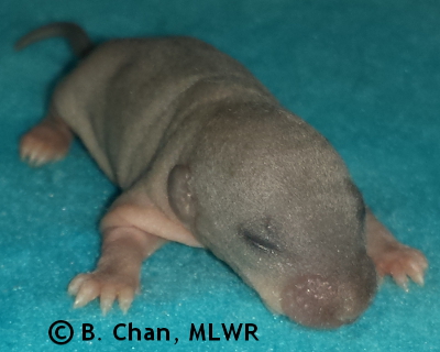 Goatweed Leafwing - 8 days old