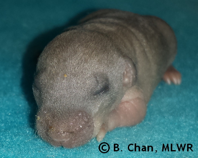 Goatweed Leafwing - 9 days old