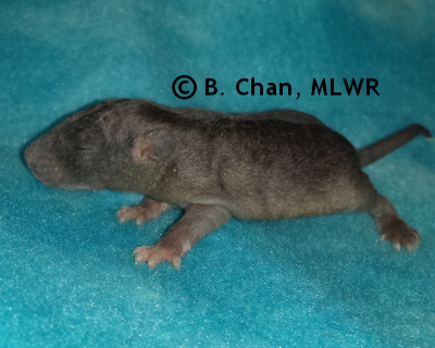 Regal Fritillary - 12 days old